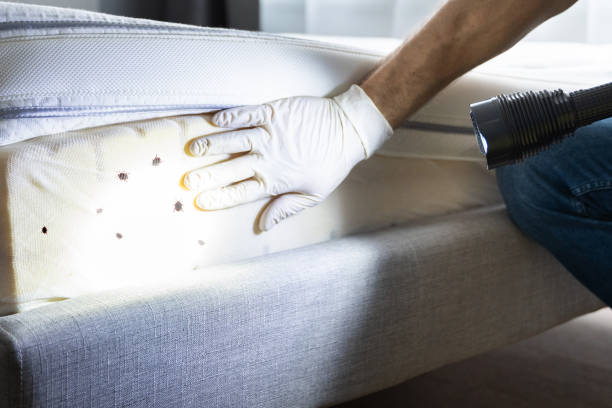 Best Mosquito Control Services  in Green Valley, SD