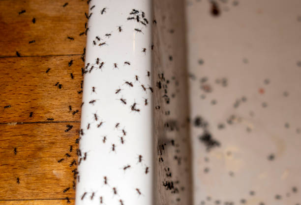 Best Best Pest Control Companies  in Green Valley, SD