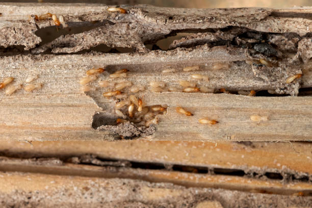 Best Cockroach Control Services  in Green Valley, SD